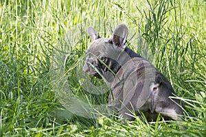 In the summer  on the grass streets  a puppy of the French Bulldog breed