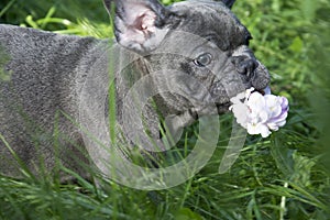 In the summer  on the grass streets  a puppy of the French Bulldog breed