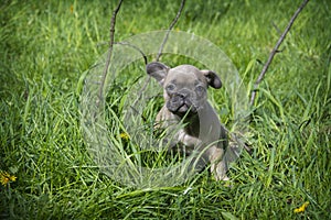 In the summer  on the grass streets  a small puppy of the French Bulldog breed