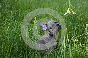 In the summer  on the grass streets  a small puppy of the French Bulldog breed