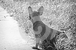 In the summer  on the grass streets  a small puppy of the French Bulldog breed