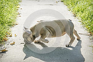 In the summer  on the grass streets  a small puppy of the French Bulldog breed