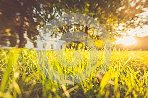 Summer, grass, sunlight, bokeh, abstract landscape image
