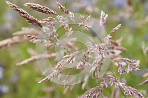 Summer Grasses