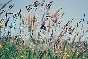 Summer Grasses blowing in the breeze