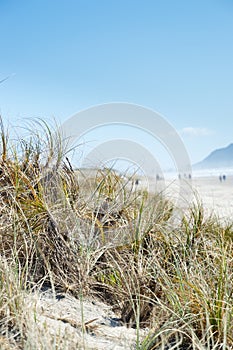 Summer grasses on the dunes