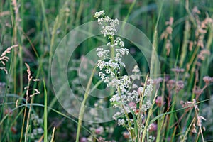 The summer grasses in the field in the summer