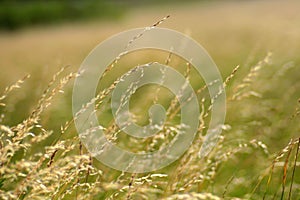 Summer grasses in the wind photo