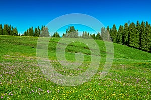 The summer grassland with wild flowers and forests photo