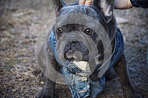 In summer, a gray French bulldog dressed in a denim vest sits in the park photo