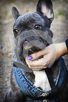 In summer, a gray French bulldog dressed in a denim vest sits in the park photo