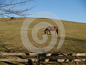 Summer Grazing