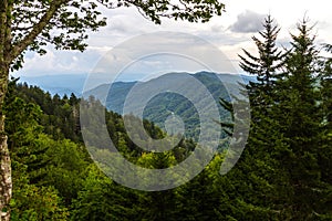 Lush Green Forest Of The Great Smoky Mountains National Park