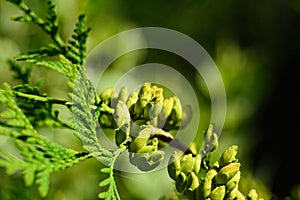 Coniferous buds of a tree