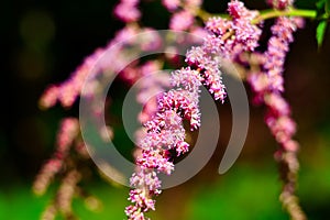 Beautiful twig plants