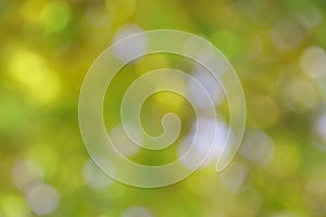 Summer Green Background - Blur Stock Photo