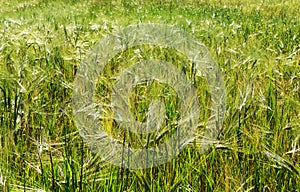 Summer- green Barley field in sunlight