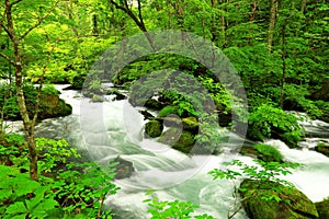 Summer green colors of Oirase River, located at Towada,