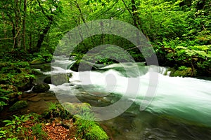 Summer green colors of Oirase River, located at Towada,