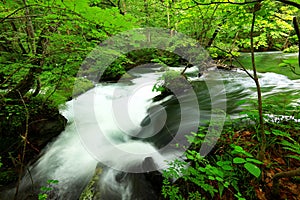 Summer green colors of Oirase River, located at Towada,