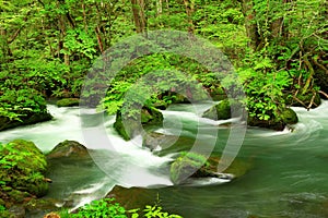 Summer green colors of Oirase River, located at Towada,