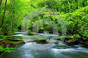 Summer green colors of Oirase River, located at Towada,