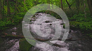 Summer green colors of Oirase River, located at Towada, Aomori,