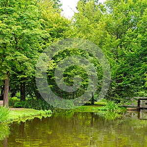 Summer green duckweed pond landscape