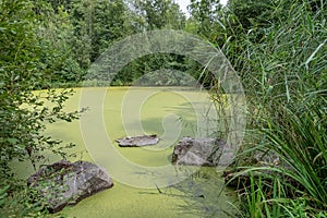 Summer green duckweed pond landscape. Summer duckweed pond view.