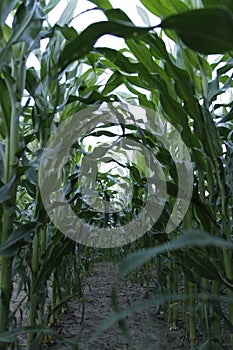 Summer field sun sky corn