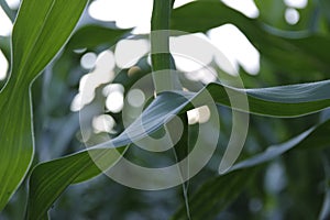 Summer field sun sky corn