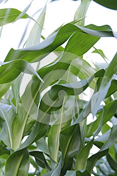 Summer field sun sky corn