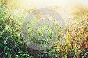 Summer green floral garden background with sunshine. Flowers, clover, grass in the sun. Autumn season. Rustic style