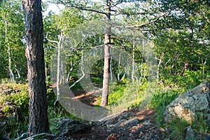 Summer green forest landscape. Birch and pine trees in sunlight. Travel concept