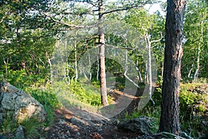 Summer green forest landscape. Birch and pine trees in sunlight. Travel concept