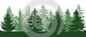 Summer green forest, silhouette of spruces. Vector illustration