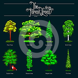Summer Green Forest Tree on dark background. Cartoon vector set trees in outdoor park. Outdoor trees in the