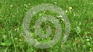 Summer green grass texture field with white small daisy flowers. In a garden under sunlight. Meadow of flower, spring floral