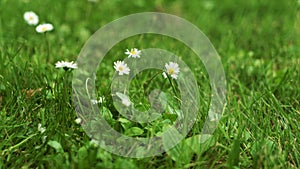 Summer green grass texture field with white small daisy flowers. In a garden under sunlight. Meadow of flower, spring floral