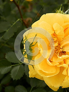 SUMMER, GREEN GRASSHOPPER SITS ON THE YELLOW ROSE, MACROS