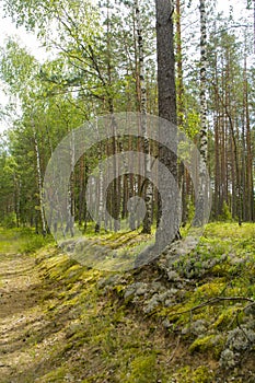 Summer green mushroom forest landscape in the morning in Belarus. Natural woodland, mixt forest with pine and birch