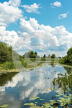 Summer green nature river landscape. Rural river summer landscape. Summer river village panorama. Forest river view