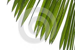 Summer green palm leaf closeup isolated on a white background