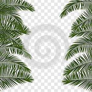 Summer green palm leaf transparent