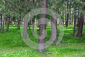 Green park with pines