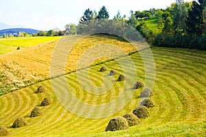 Summer green rural landscape in the Romanian hills