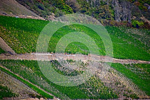 summer green steep Rhine valley vineyards