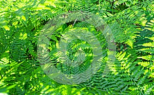 Summer green texture of hundreds of ferns. Fern with green leaves on a natural background. Natural fern flower background on a