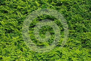 Summer green texture hundreds of ferns. Natural floral green fern background