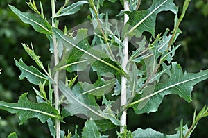 It grows in nature Lactuca serriola photo